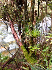 Guzmania monostachia