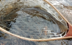 Salvelinus confluentus