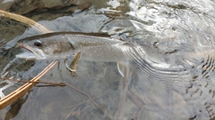 Salvelinus confluentus