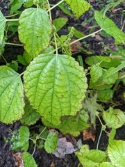 Boehmeria cylindrica