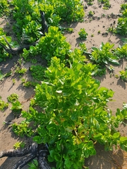 Scaevola crassifolia