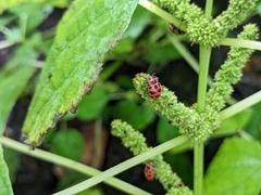 Boehmeria cylindrica