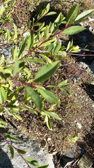 Prunus emarginata