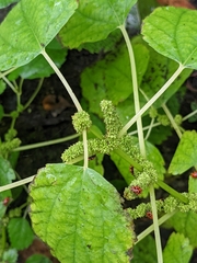 Boehmeria cylindrica