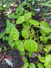 Boehmeria cylindrica