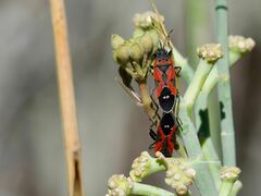Lygaeus reclivatus