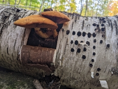 Gymnopilus junonius