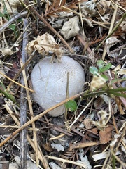 Leucoagaricus barssii