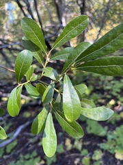 Salix scouleriana