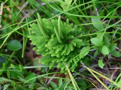 Dendrolycopodium dendroideum