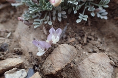 Astragalus calycosus calycosus