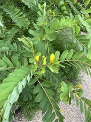 Senna reticulata