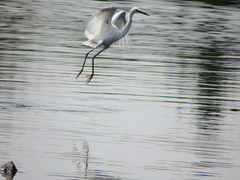 Egretta thula