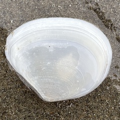 Macomona liliana