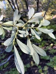 Salix scouleriana