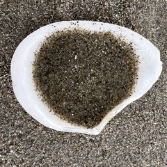 Macomona liliana