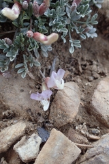 Astragalus calycosus calycosus