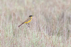 Motacilla flava feldegg