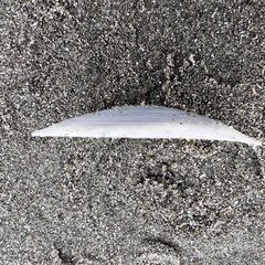 Macomona liliana