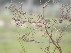 Schoeniophylax phryganophilus