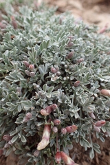 Astragalus calycosus calycosus