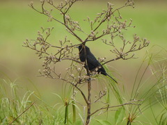 Chrysomus ruficapillus