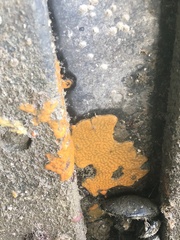 Botrylloides violaceus