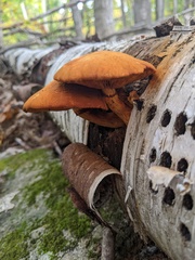 Gymnopilus junonius