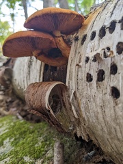 Gymnopilus junonius