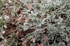 Astragalus calycosus calycosus