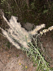 Pterocaulon virgatum