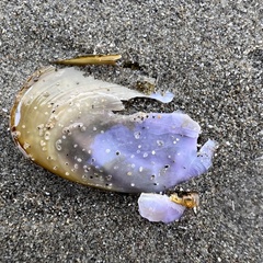 Hiatula nitida