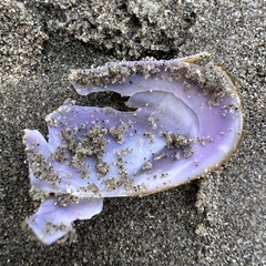 Hiatula nitida