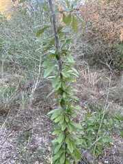 Sideroxylon lanuginosum