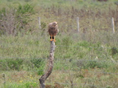 Buteogallus meridionalis