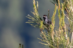 Curruca ruppeli