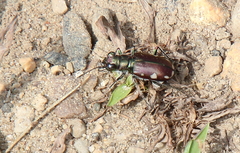 Cicindela scutellaris