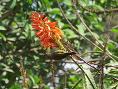 Nectarinia kilimensis