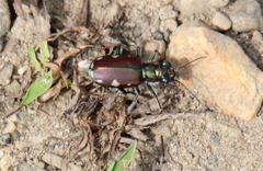 Cicindela scutellaris
