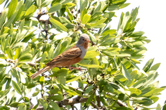Emberiza caesia