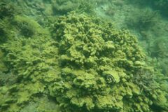 Montipora