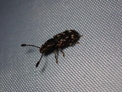 Eucorynus crassicornis