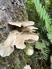 Pleurotus ostreatus