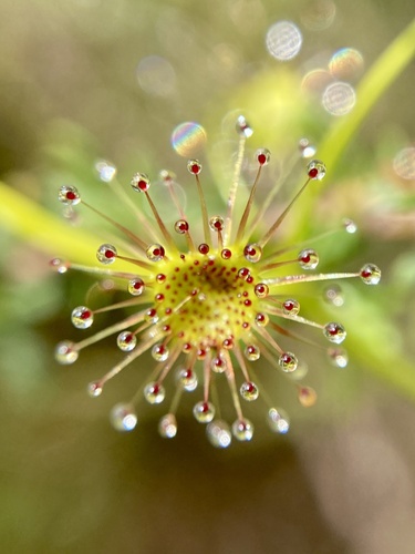 Drosera erythrogyne