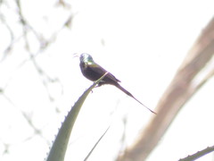 Nectarinia kilimensis