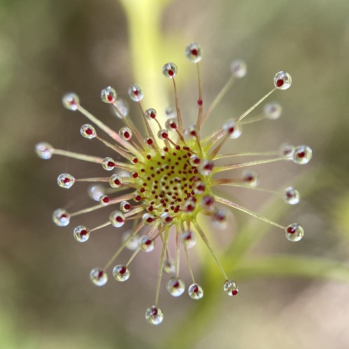 Drosera erythrogyne