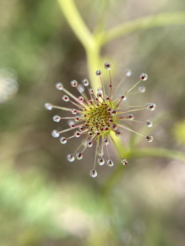 Drosera erythrogyne