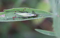 Oecanthus forbesi