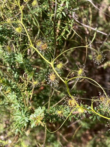 Drosera erythrogyne