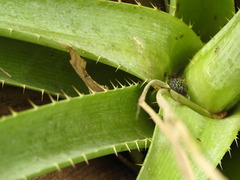 Heilipodus erythropus